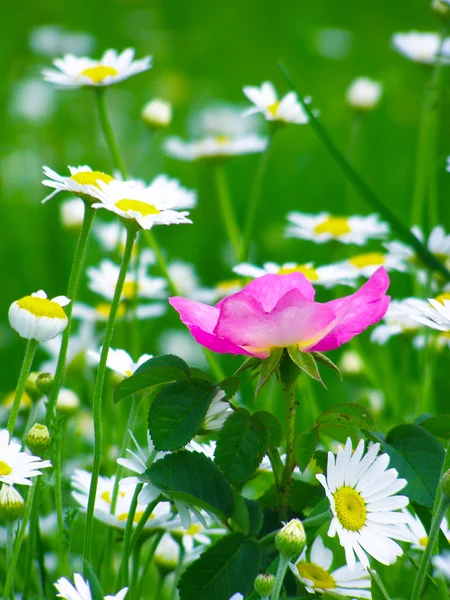 Fiori estivi margherite e selvatici sul campo — Foto Stock