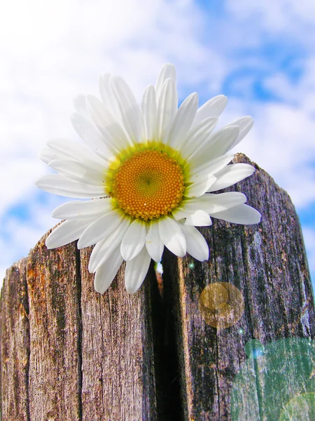 Marguerite simple sur une clôture en bois rural — Photo