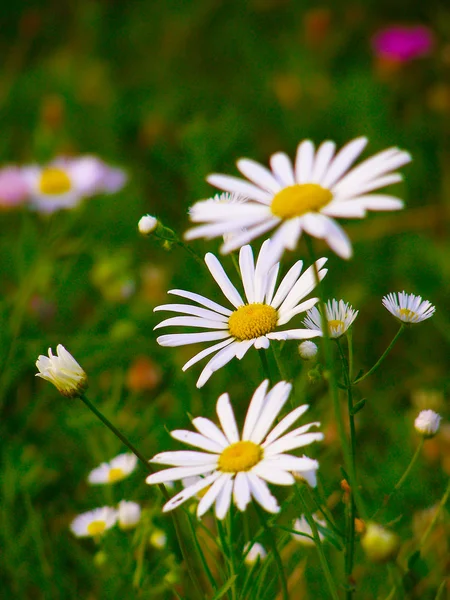 Daisy a divoké letní květy na hřišti — Stock fotografie