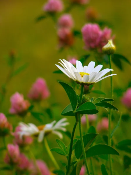 Margarida e flores selvagens de verão no campo — Fotografia de Stock