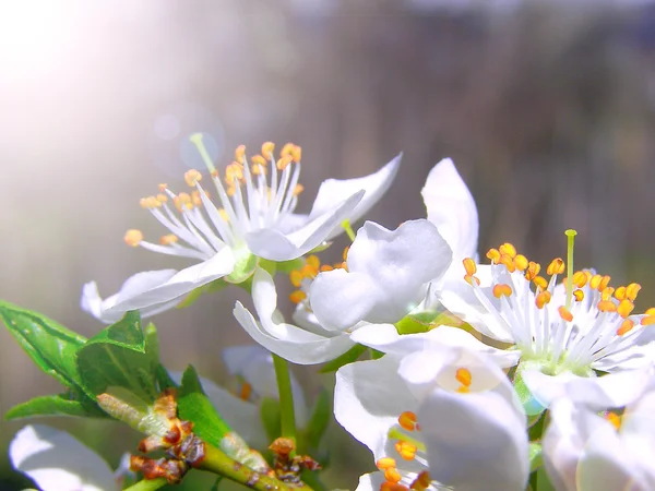 Bloeiende tak met met bloemen van Kerspruim — Stockfoto