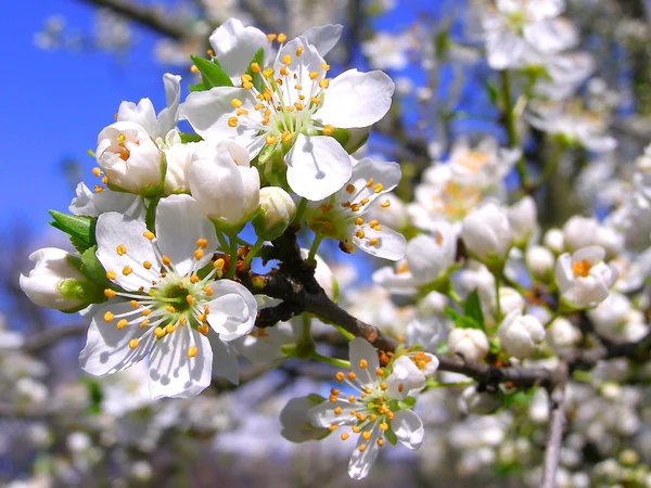 Blühender Zweig mit Kirschpflaumenblüten — Stockfoto
