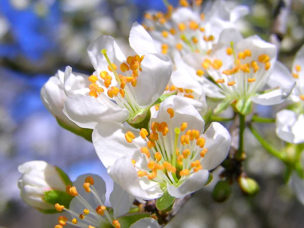 Branche fleurie avec fleurs de prune cerise — Photo
