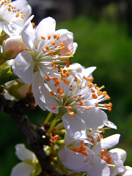 Blossoming branch with with flowers of cherry plum — Stock Photo, Image