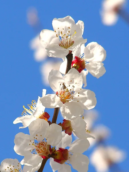 Blühender Zweig mit Kirschpflaumenblüten — Stockfoto