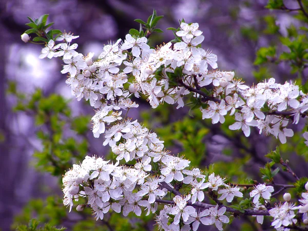 Blühender Zweig mit Kirschpflaumenblüten — Stockfoto