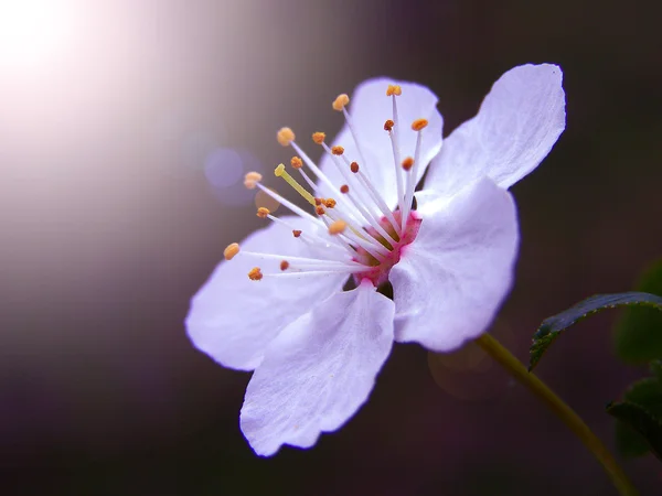Белые цветы вишневой сливы — стоковое фото