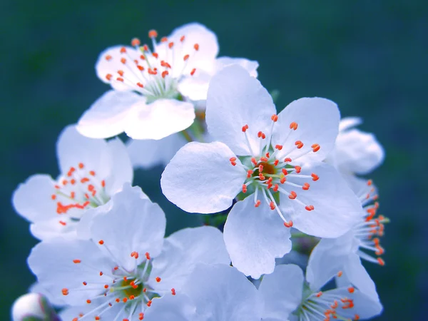 Blossoming branch with with flowers of cherry plum — Stock Photo, Image