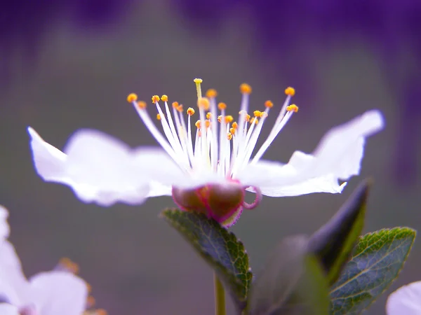 Kiraz eriği, beyaz çiçekler — Stok fotoğraf
