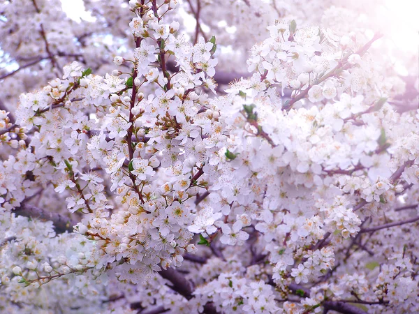 Branche fleurie avec fleurs de prune cerise — Photo