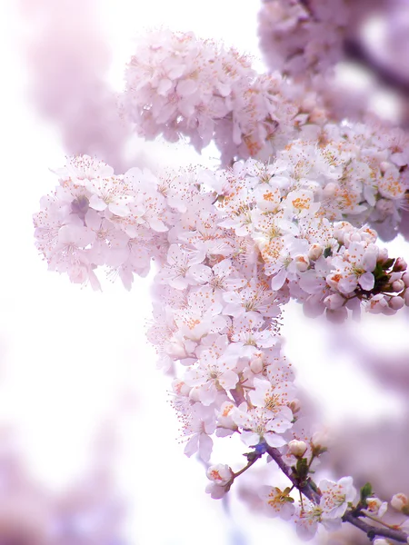 Blossoming branch with with flowers of cherry plum — Stock Photo, Image