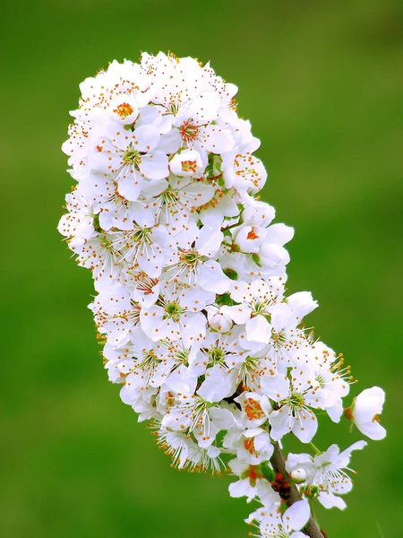 Blühender Zweig mit Kirschpflaumenblüten — Stockfoto