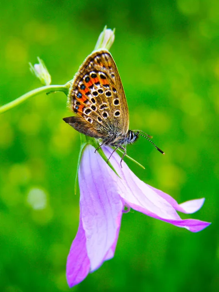 Mariposa en una flor salvaje de verano —  Fotos de Stock