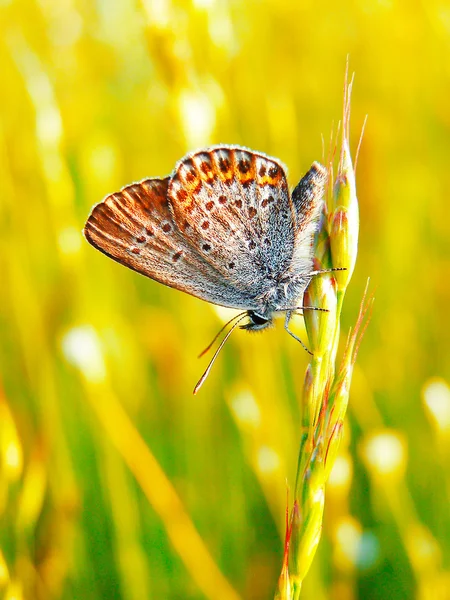 Motyl na lato dziki kwiat — Zdjęcie stockowe