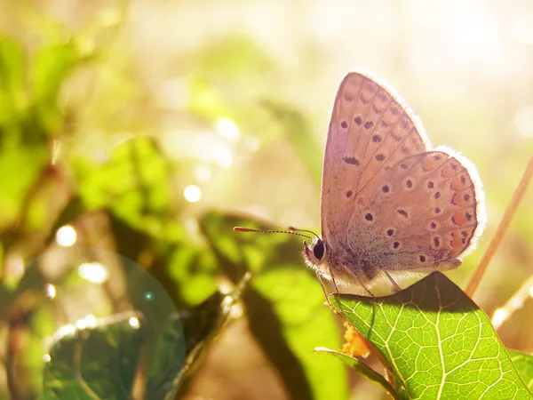 Farfalla su un fiore selvatico estivo — Foto Stock