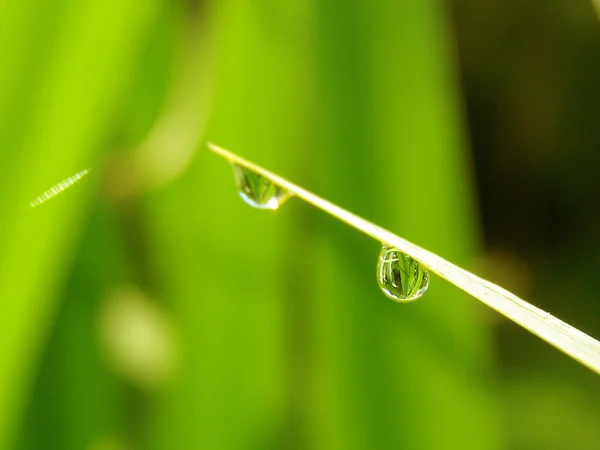 露水在清晨阳光下的绿草 — 图库照片