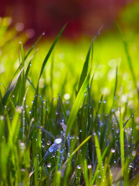 Tau auf grünem Gras unter der Morgensonne — Stockfoto