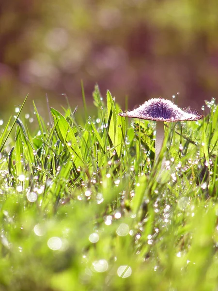 Dauw op groen gras onder de ochtendzon — Stockfoto