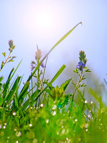 Orvalho na grama verde sob a luz solar da manhã — Fotografia de Stock