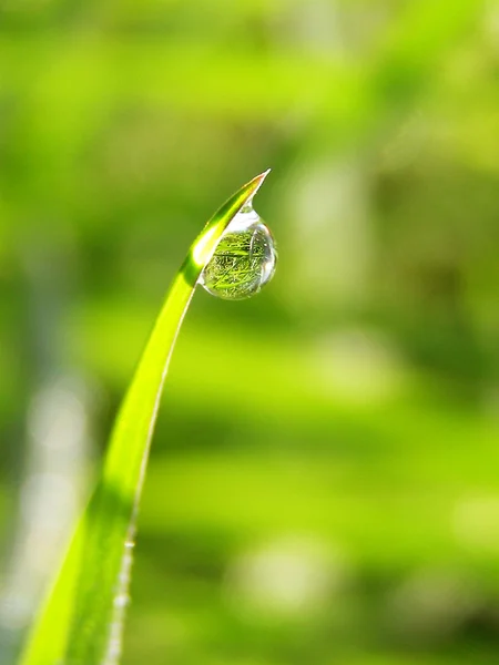 Dagg på grönt gräs under morgonen solljus — Stockfoto