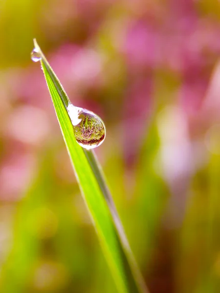 露水在清晨阳光下的绿草 — 图库照片