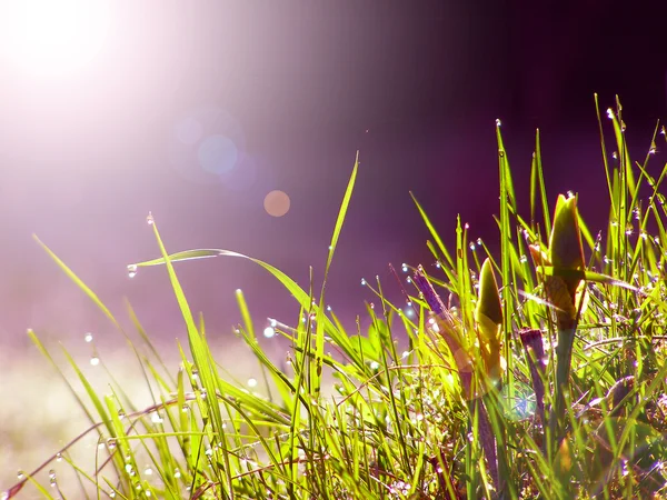 Dagg på grönt gräs under morgonen solljus — Stockfoto