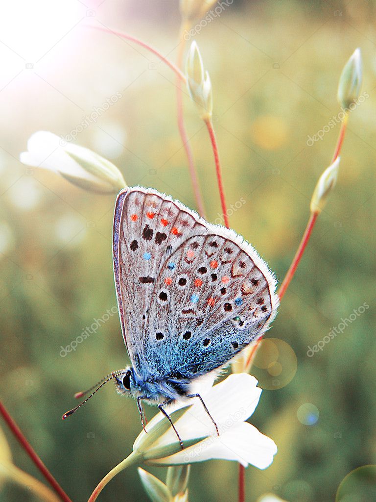 Butterfly on a wild summer flower
