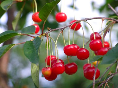 Kiraz ağacında sallanan kirazlar
