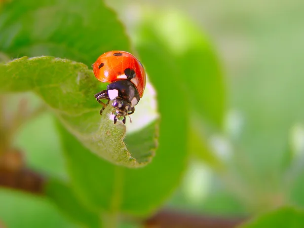 Der Marienkäfer auf einem Blatt — Stockfoto