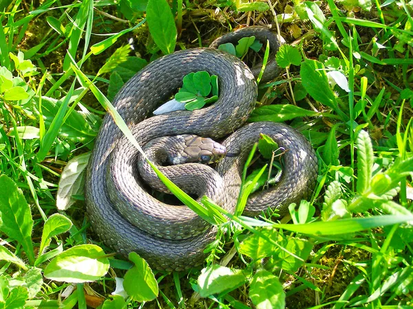 Serpent d'Europe (Natrix natrix) ) — Photo