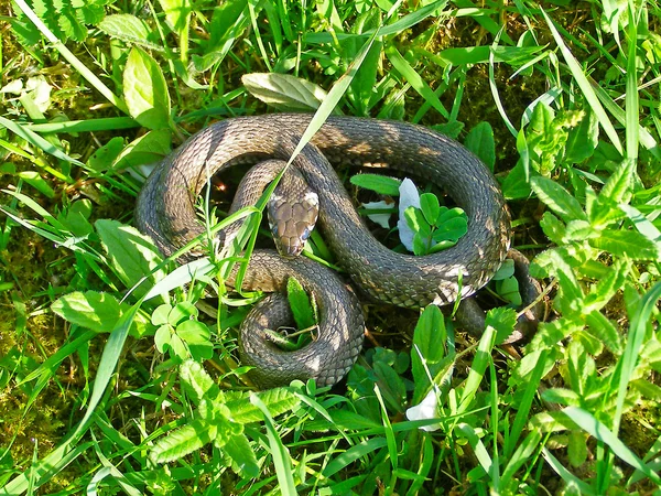 Serpiente de hierba europea (Natrix natrix ) —  Fotos de Stock