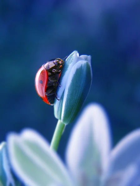 The ladybug on a spring flower — Stock Photo, Image