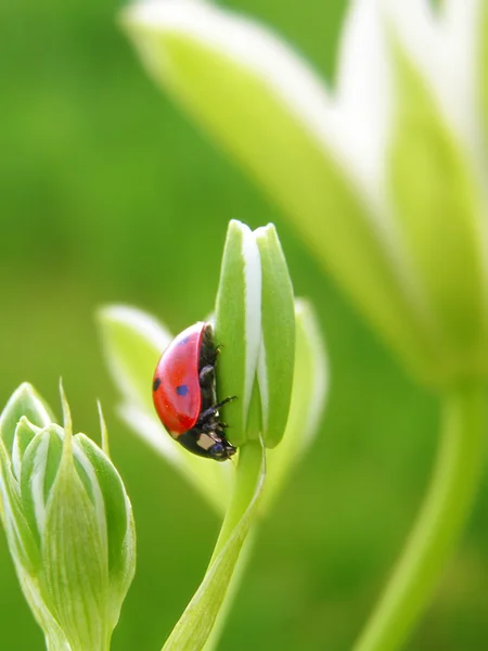Der Marienkäfer auf einer Frühlingsblume — Stockfoto