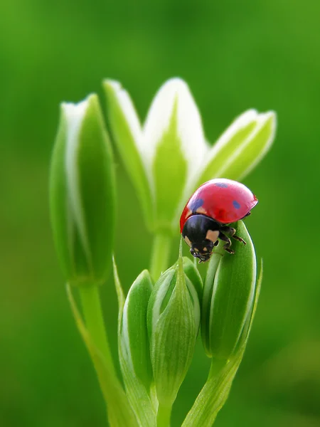 Der Marienkäfer auf einer Frühlingsblume — Stockfoto