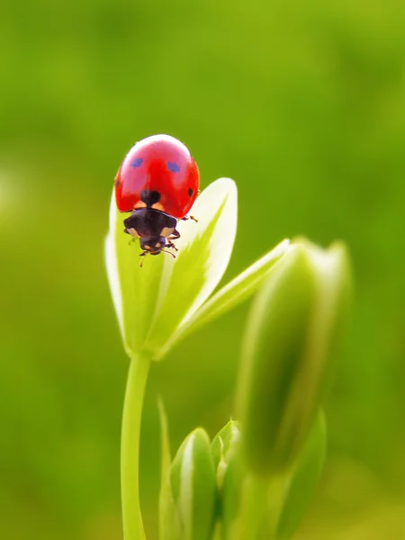 春の花にてんとう虫 — ストック写真