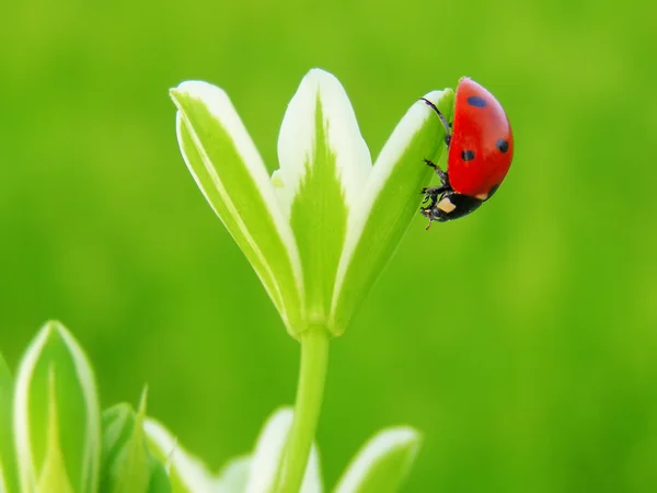 The ladybug on a spring flower — Stock Photo, Image