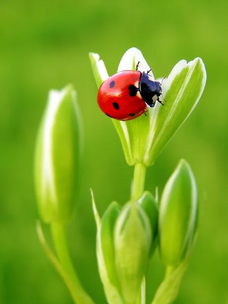 Uğur böceği bahar çiçek — Stok fotoğraf