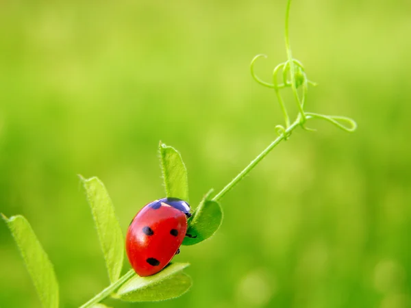 Der Marienkäfer auf einem Blatt — Stockfoto