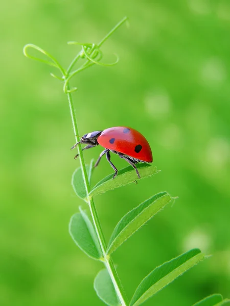 Üzerindeki yaprak böceği — Stok fotoğraf