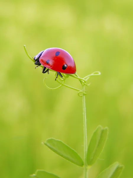 Der Marienkäfer auf einem Blatt — Stockfoto