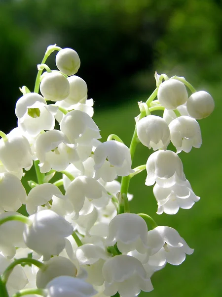 Lys du bouquet de la vallée — Photo