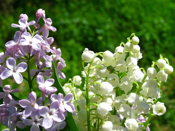 Lys de la vallée et bouquet de lilas — Photo