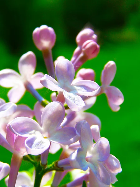 Bouquet de lilás — Fotografia de Stock