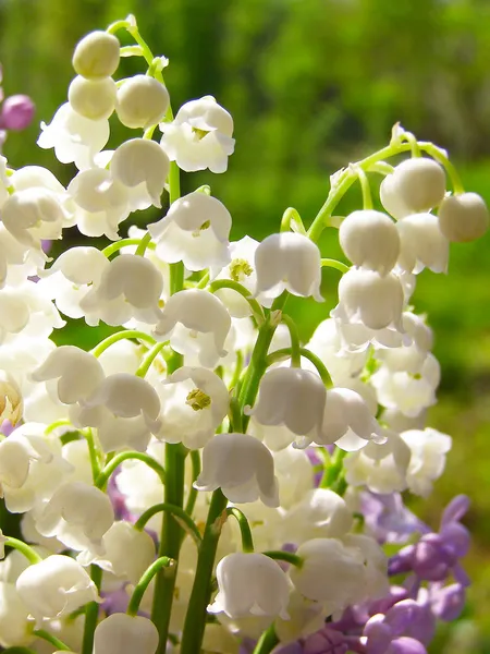 Lys de la vallée et bouquet de lilas — Photo