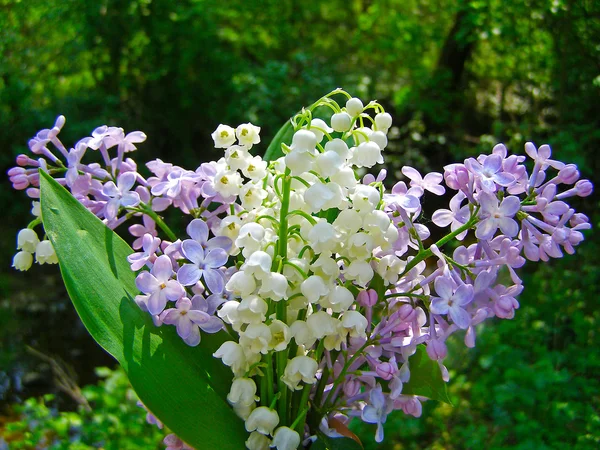 Lys de la vallée et bouquet de lilas — Photo