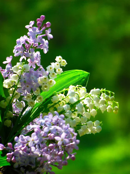 Lys de la vallée et bouquet de lilas — Photo