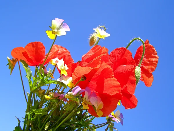 Buquê colorido brilhante de jardim e flores naturais selvagens — Fotografia de Stock