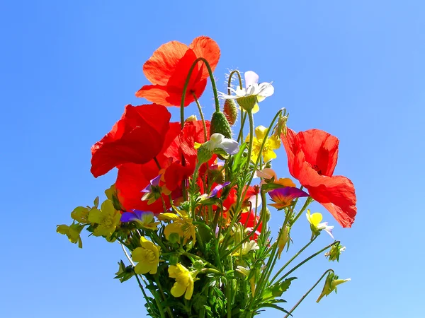 Luminoso bouquet colorato di giardino e fiori naturali selvatici — Foto Stock