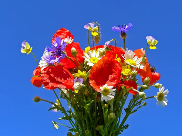 Luminoso bouquet colorato di giardino e fiori naturali selvatici — Foto Stock