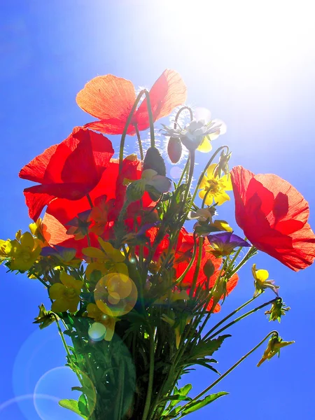 Buquê colorido brilhante de jardim e flores naturais selvagens — Fotografia de Stock